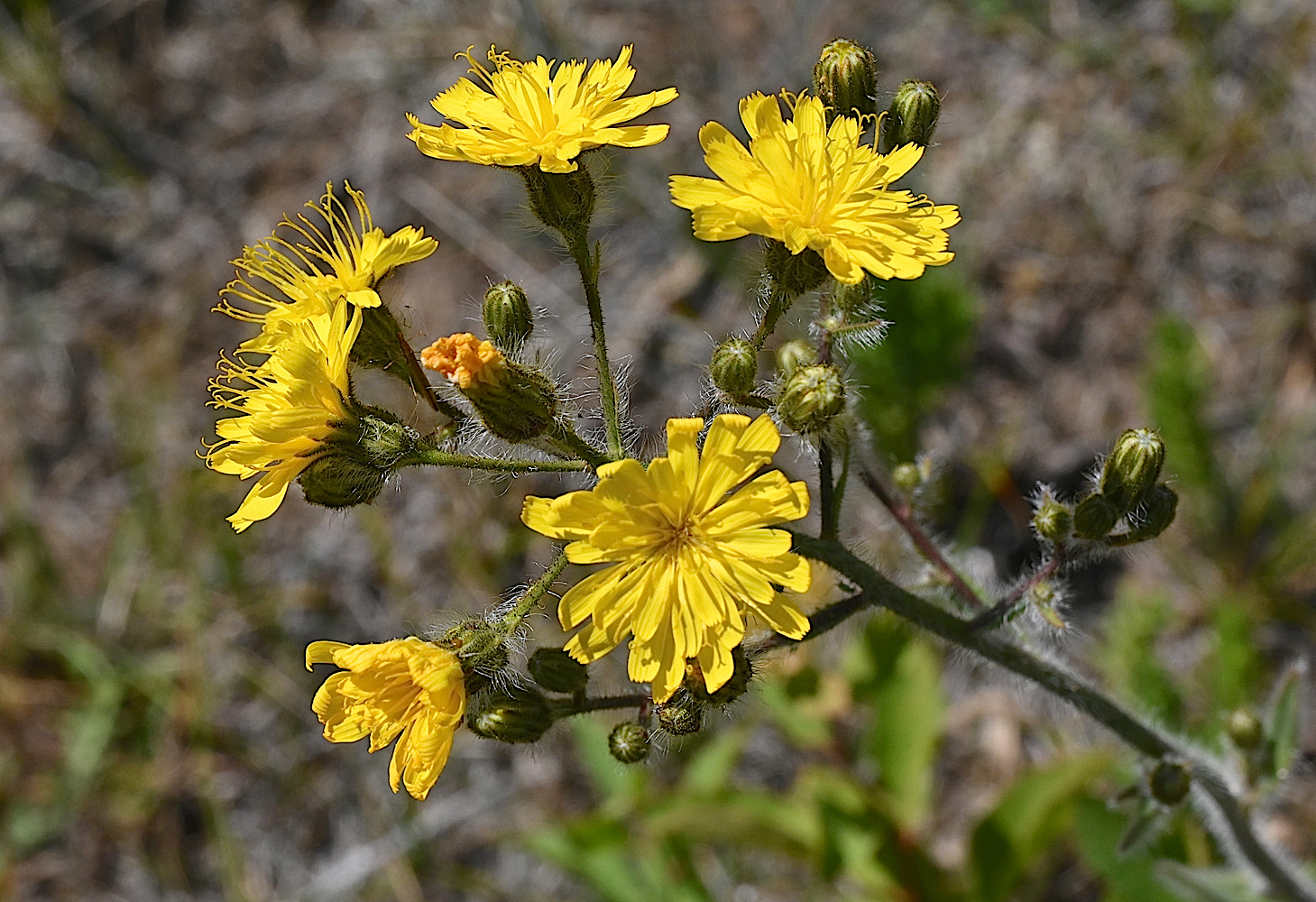 DSC_0460a.jpg