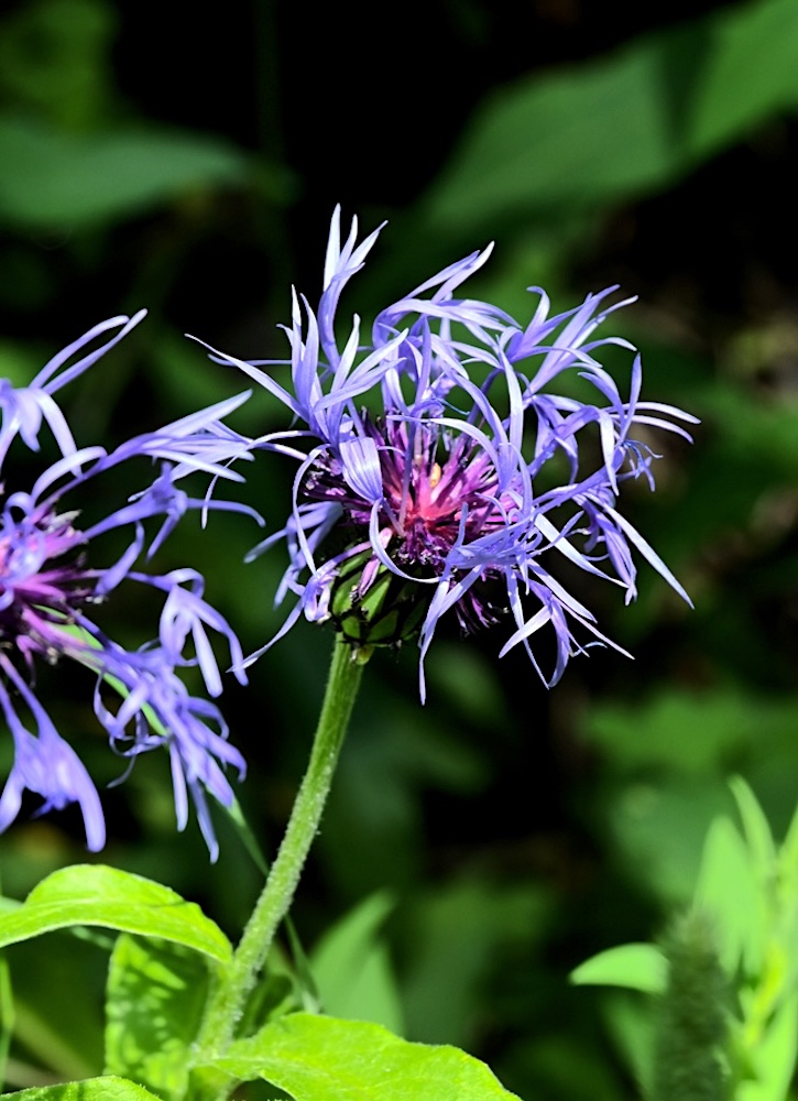 DSC_0492.jpg