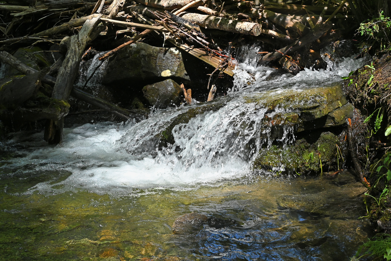 DSC_0499.jpg