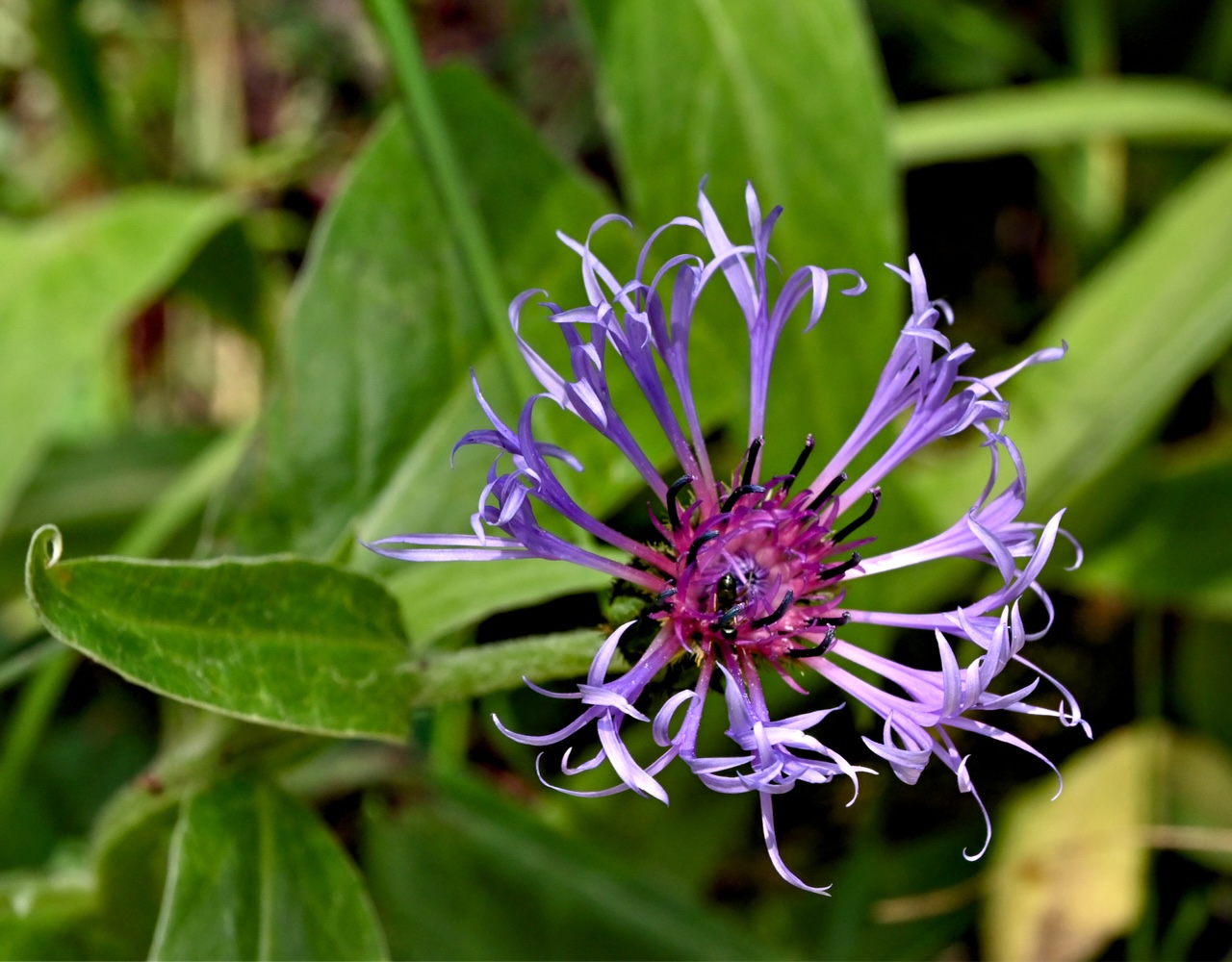 DSC_0519.jpg