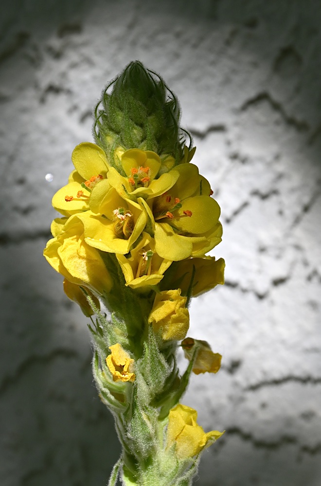 DSC_0528.jpg