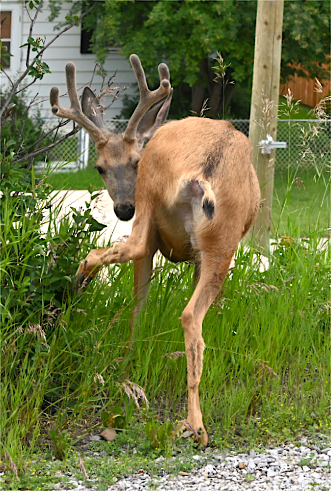 DSC_0539.jpg
