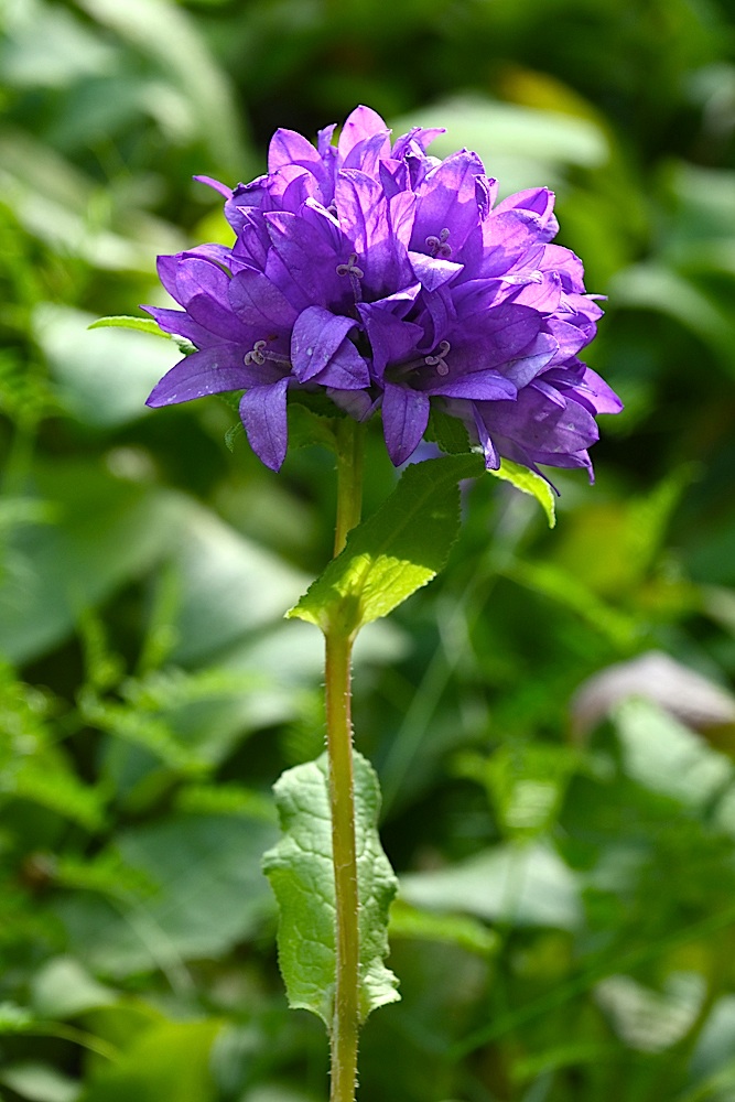 DSC_0545A.jpg