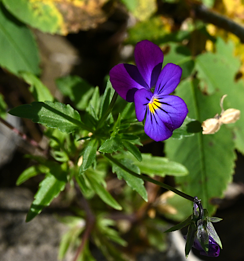DSC_0551.jpg
