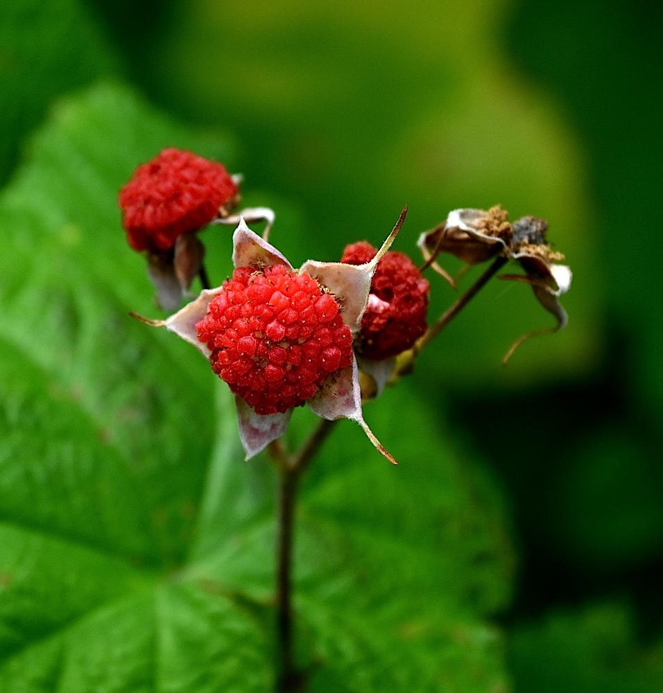 DSC_0606A.jpg