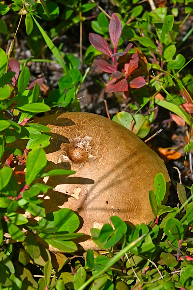 DSC_0617.jpg