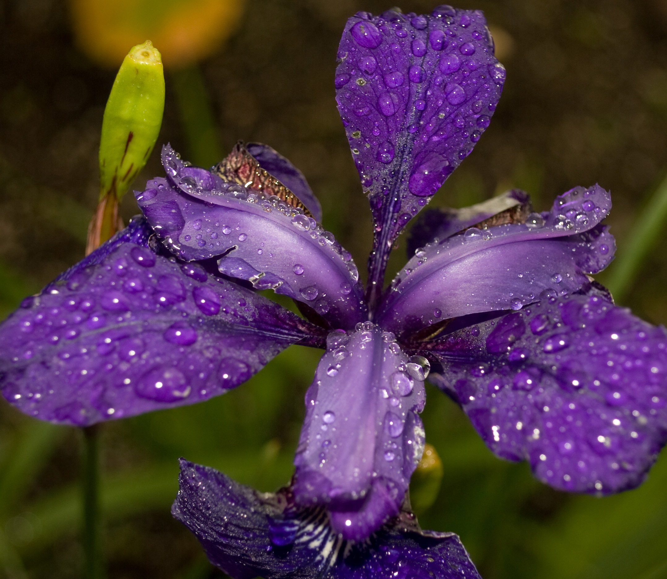 DSC_0714smcrop.jpg