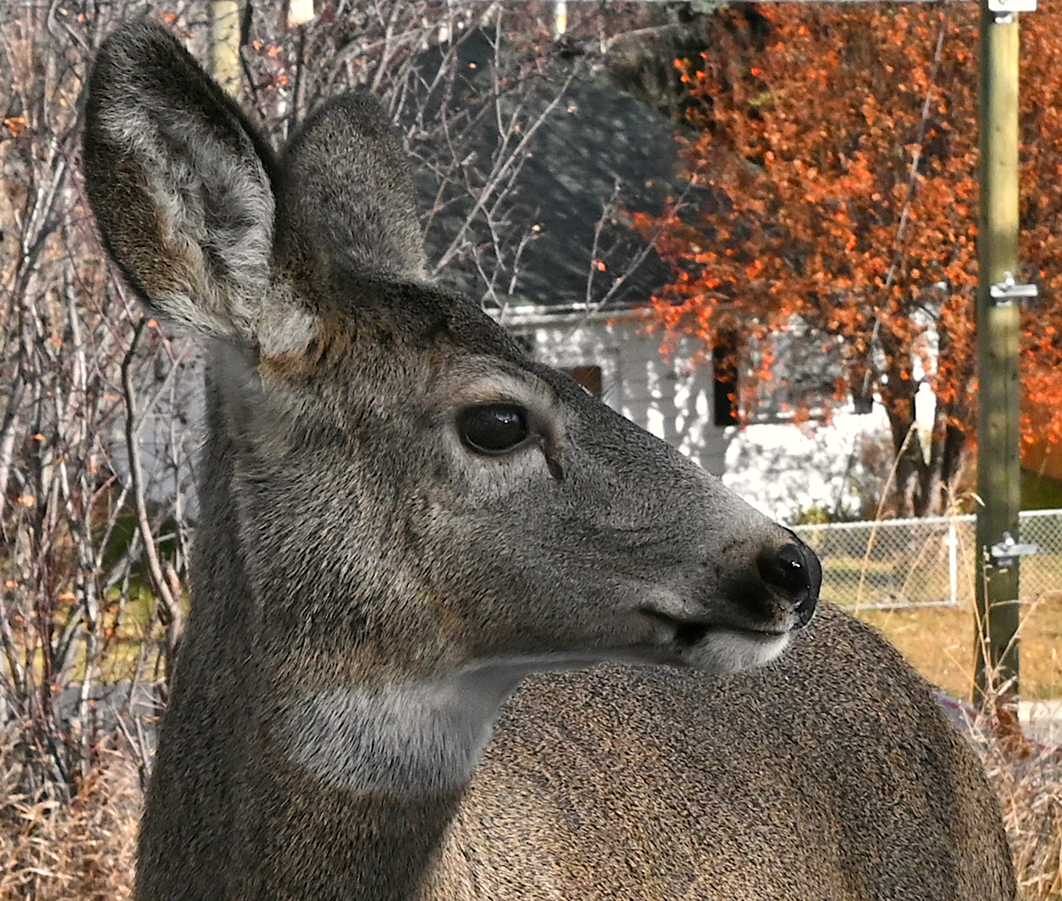 DSC_0811Ca.jpg
