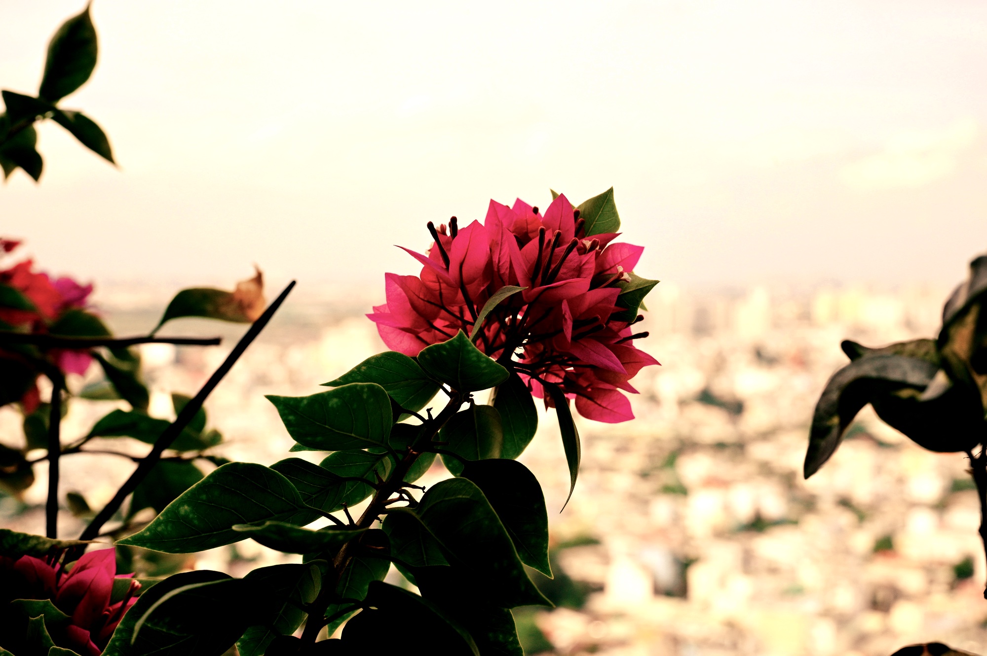 DSC_1424.jpeg