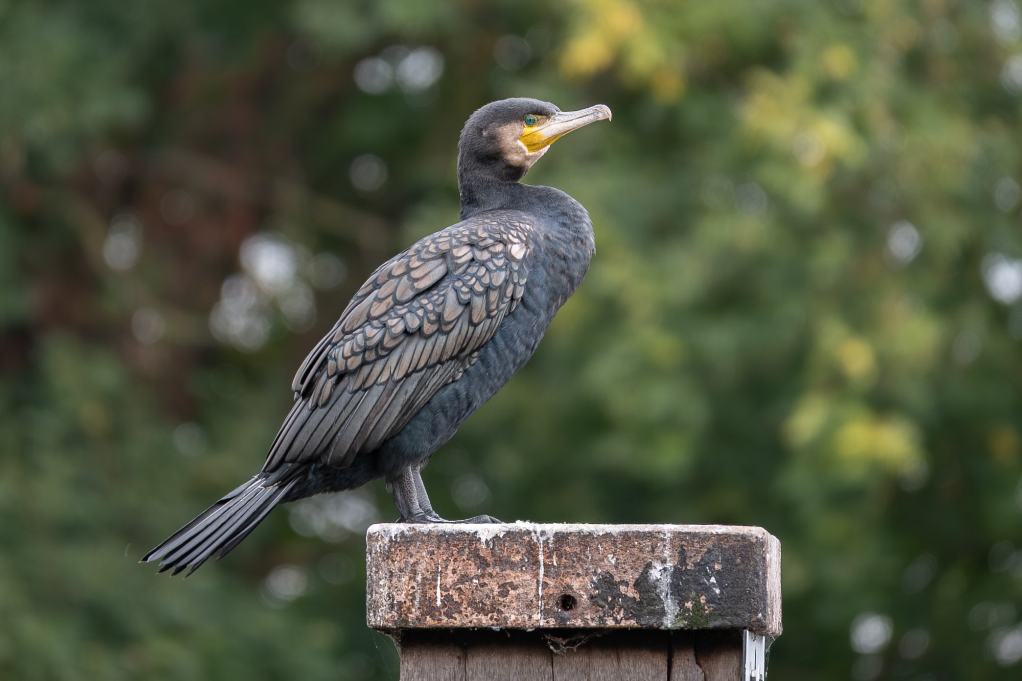 DSC_3133.jpg