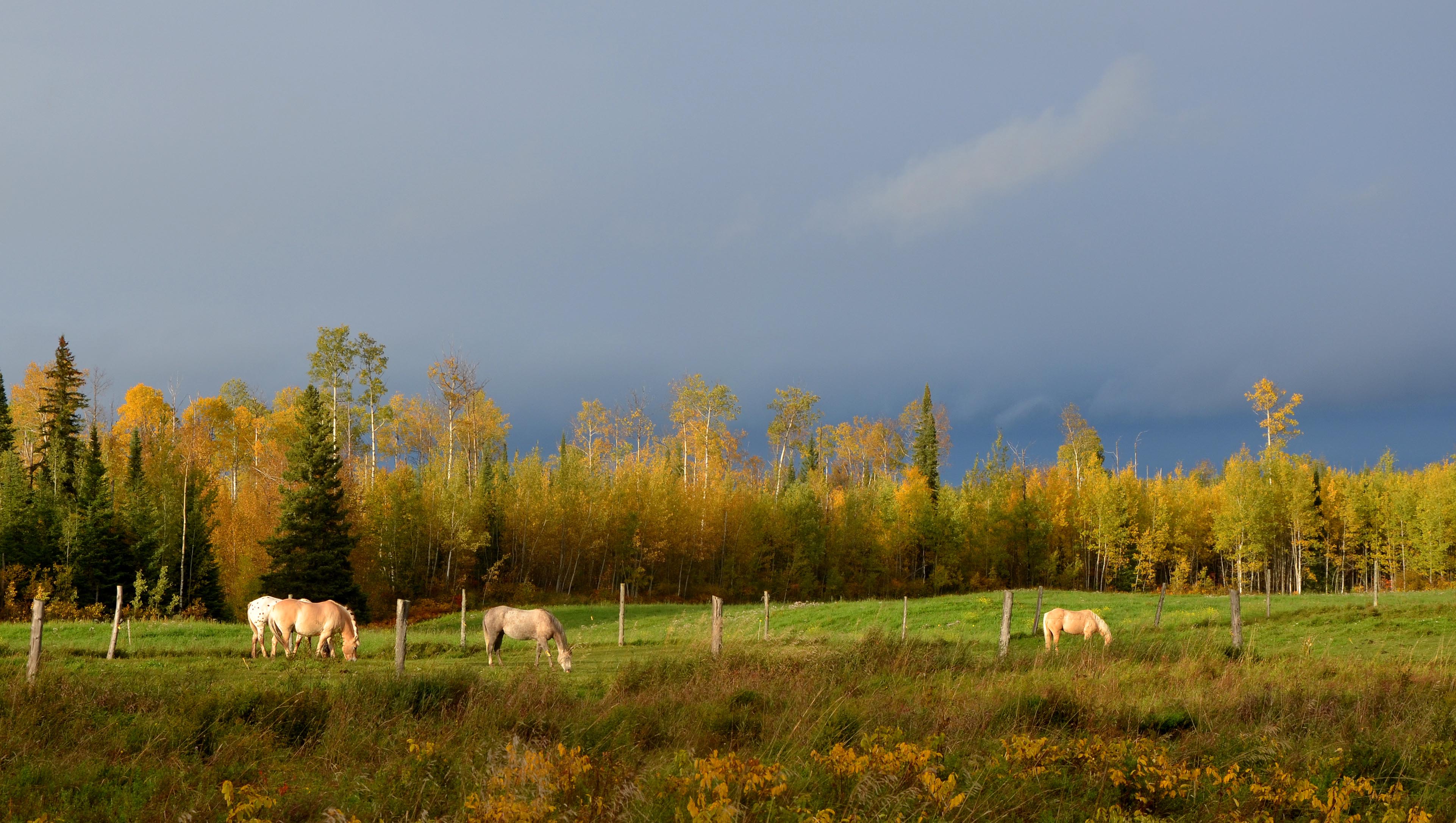 DSC_4408c.jpg
