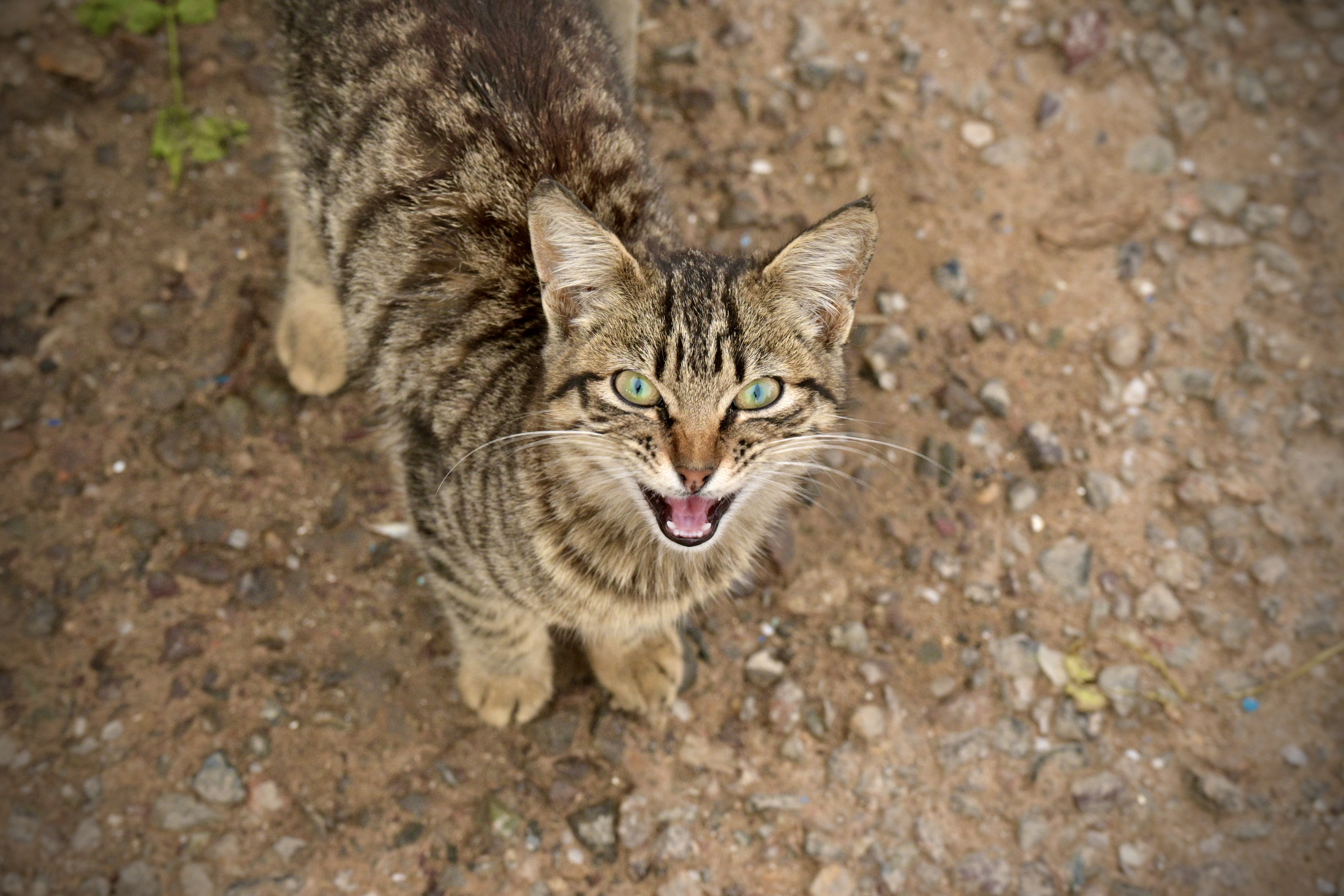 DSC_4636.jpeg