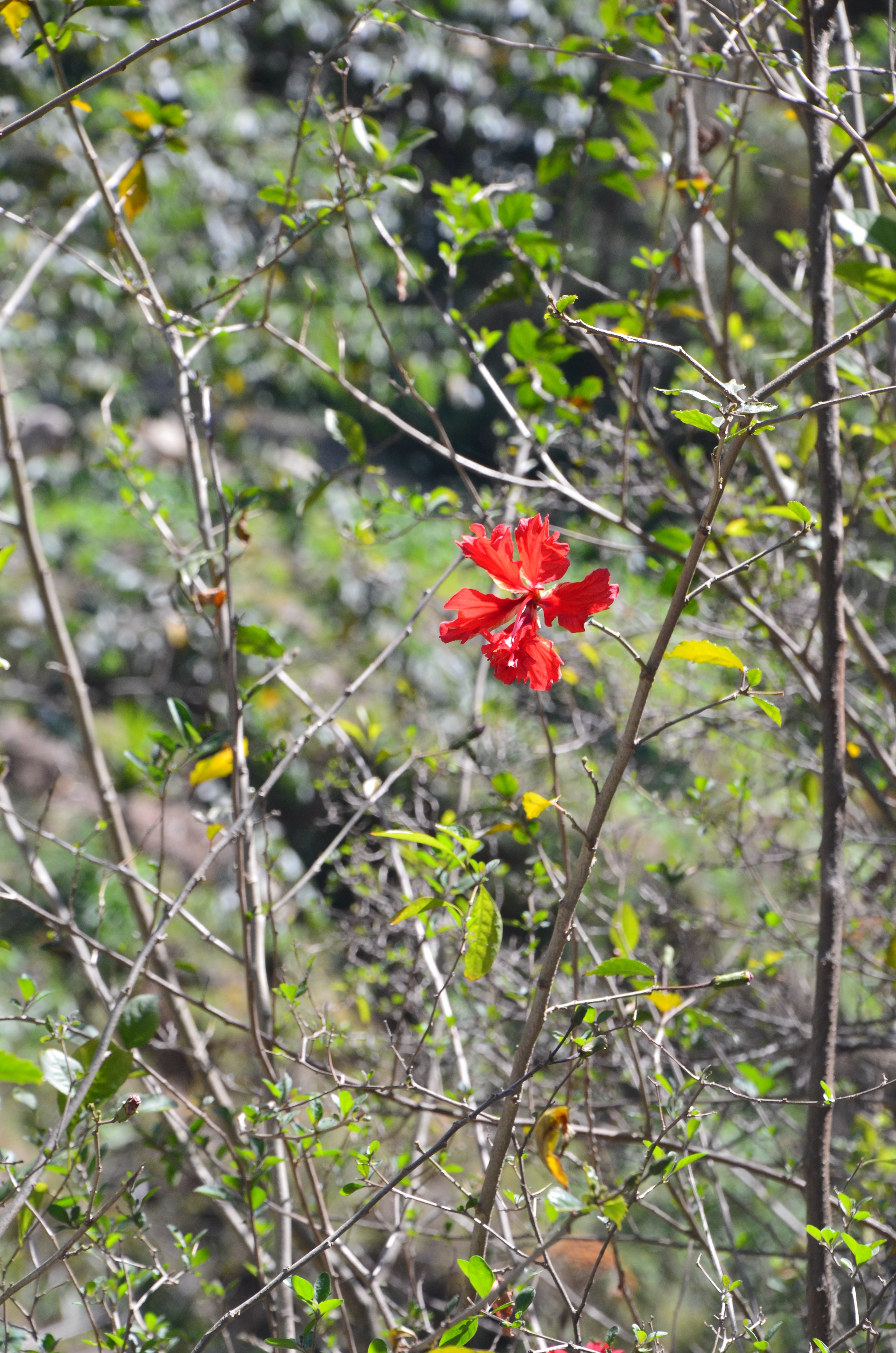 dsc_4985.jpg