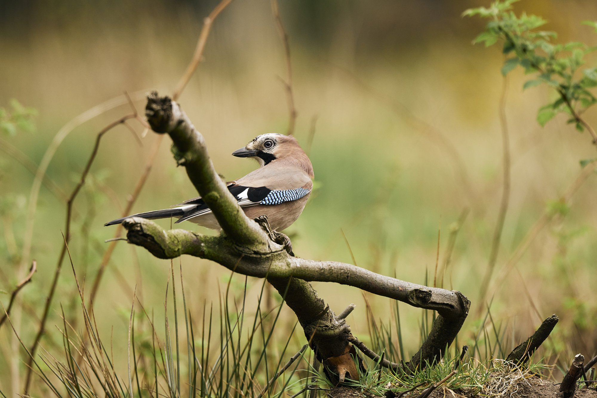 DSC_5745-sized.jpg