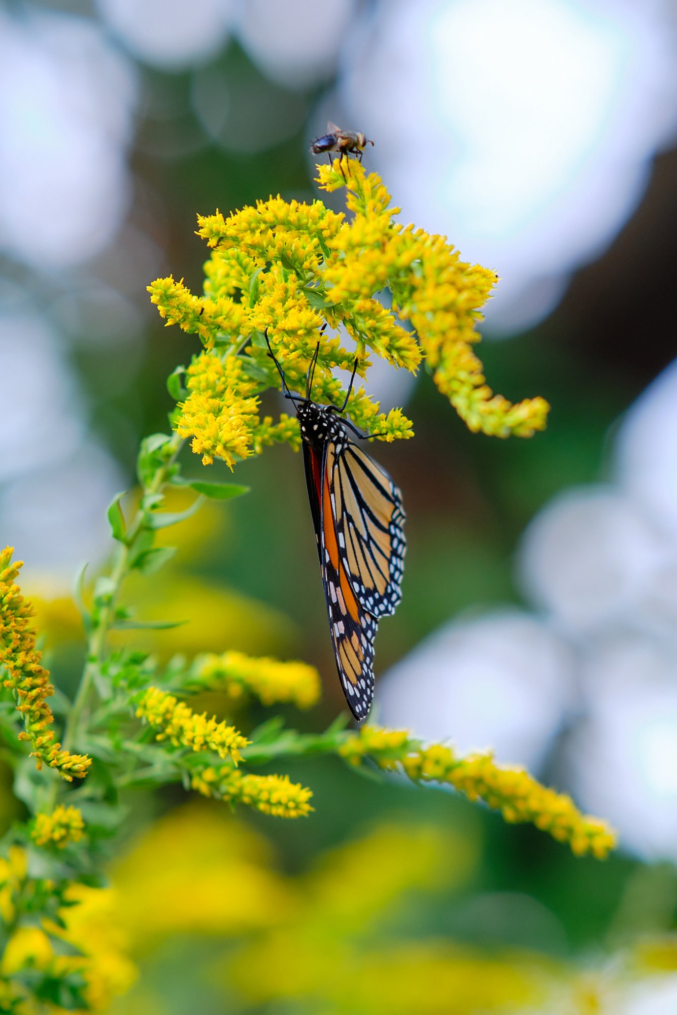 DSCF9079.jpg