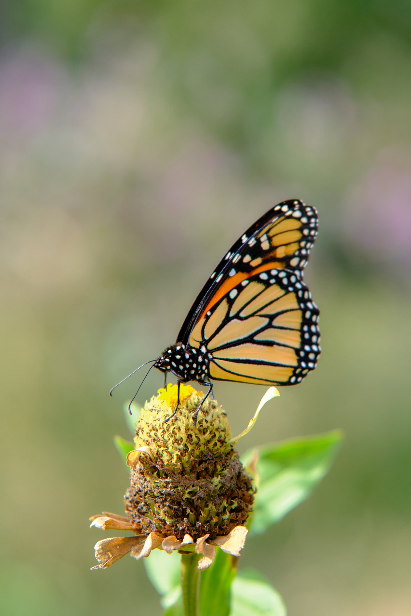 DSCF9278.jpg