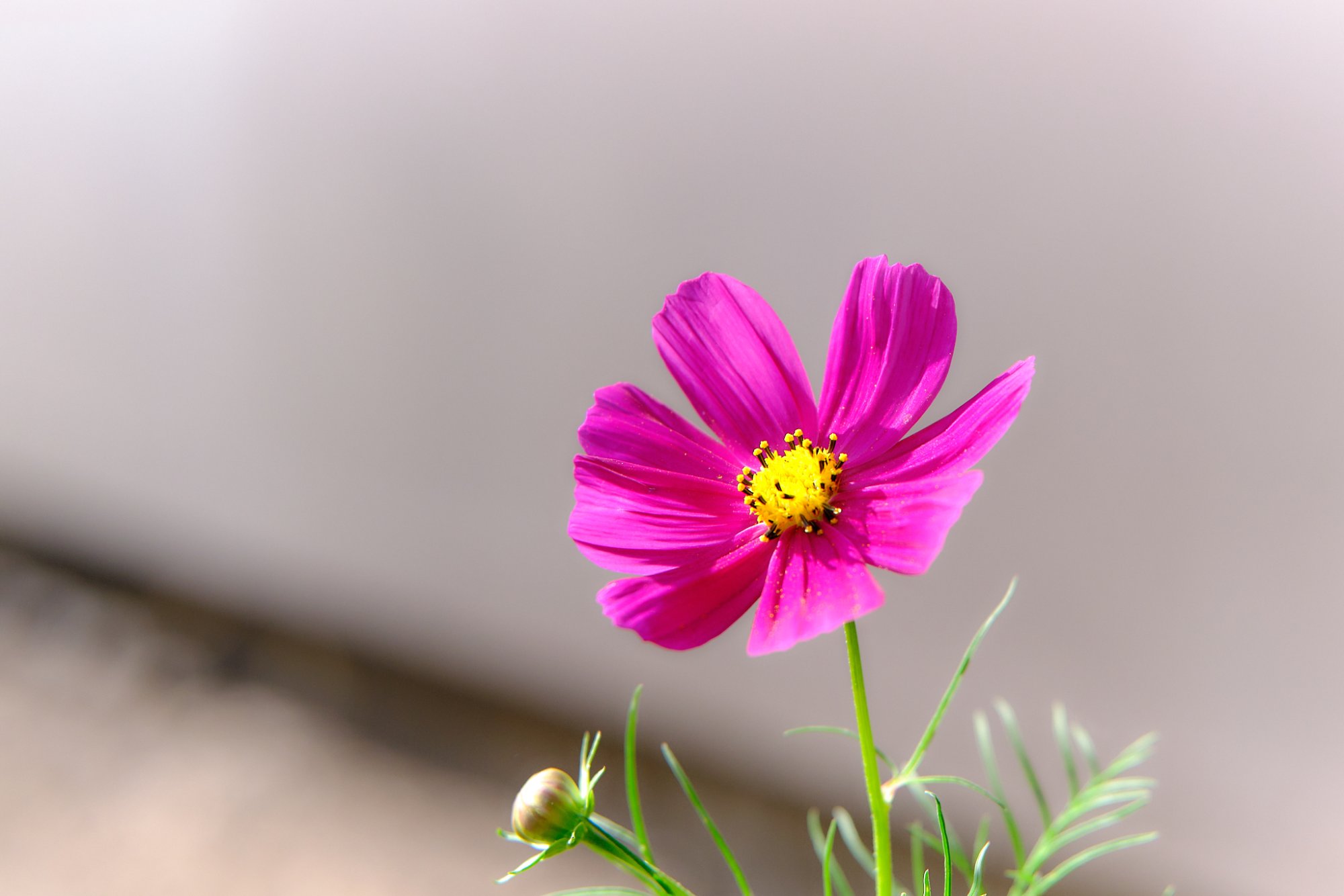DSCF9283.jpg