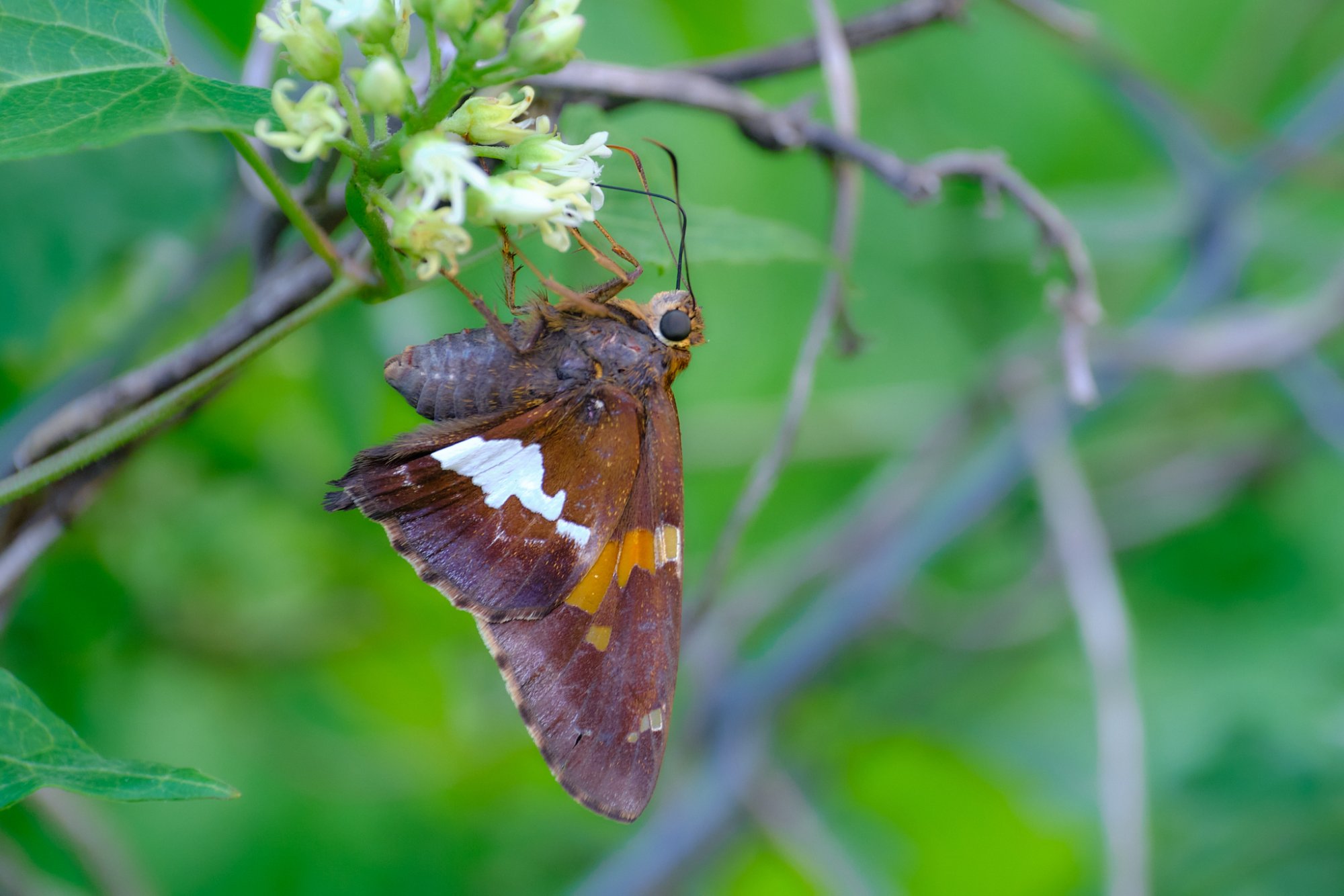 DSCF9390.jpg