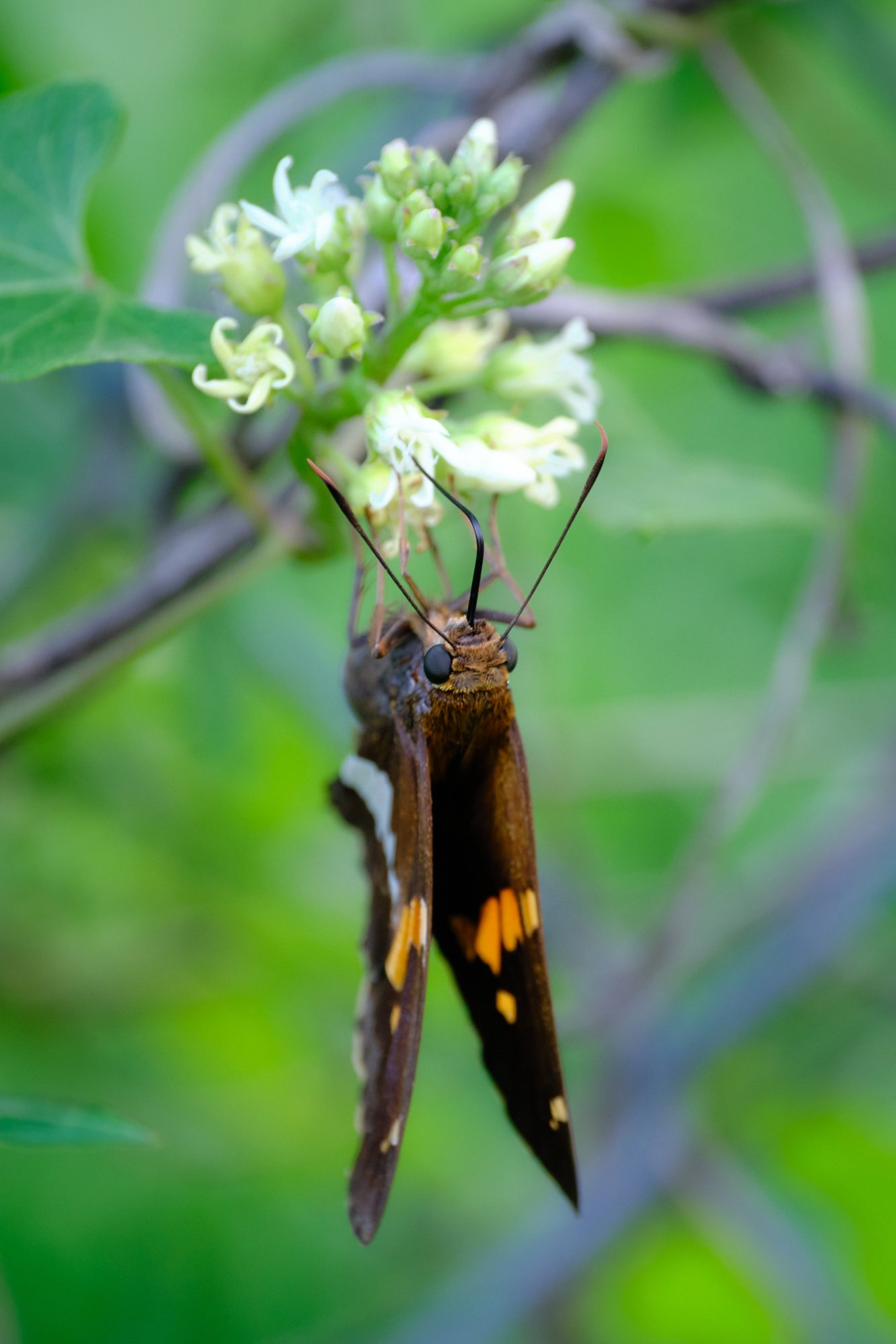 DSCF9392.jpg