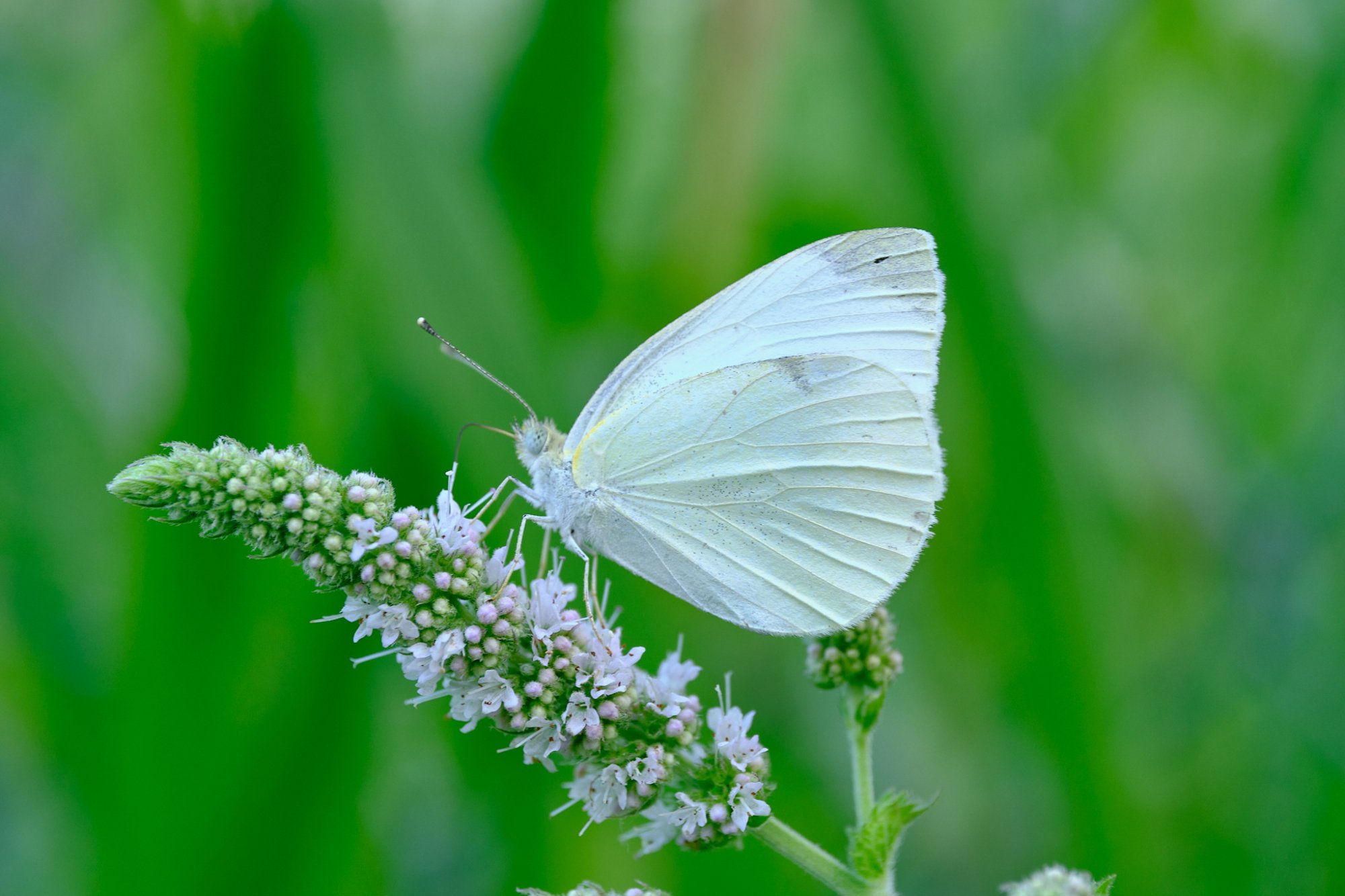 DSCF9395.jpg