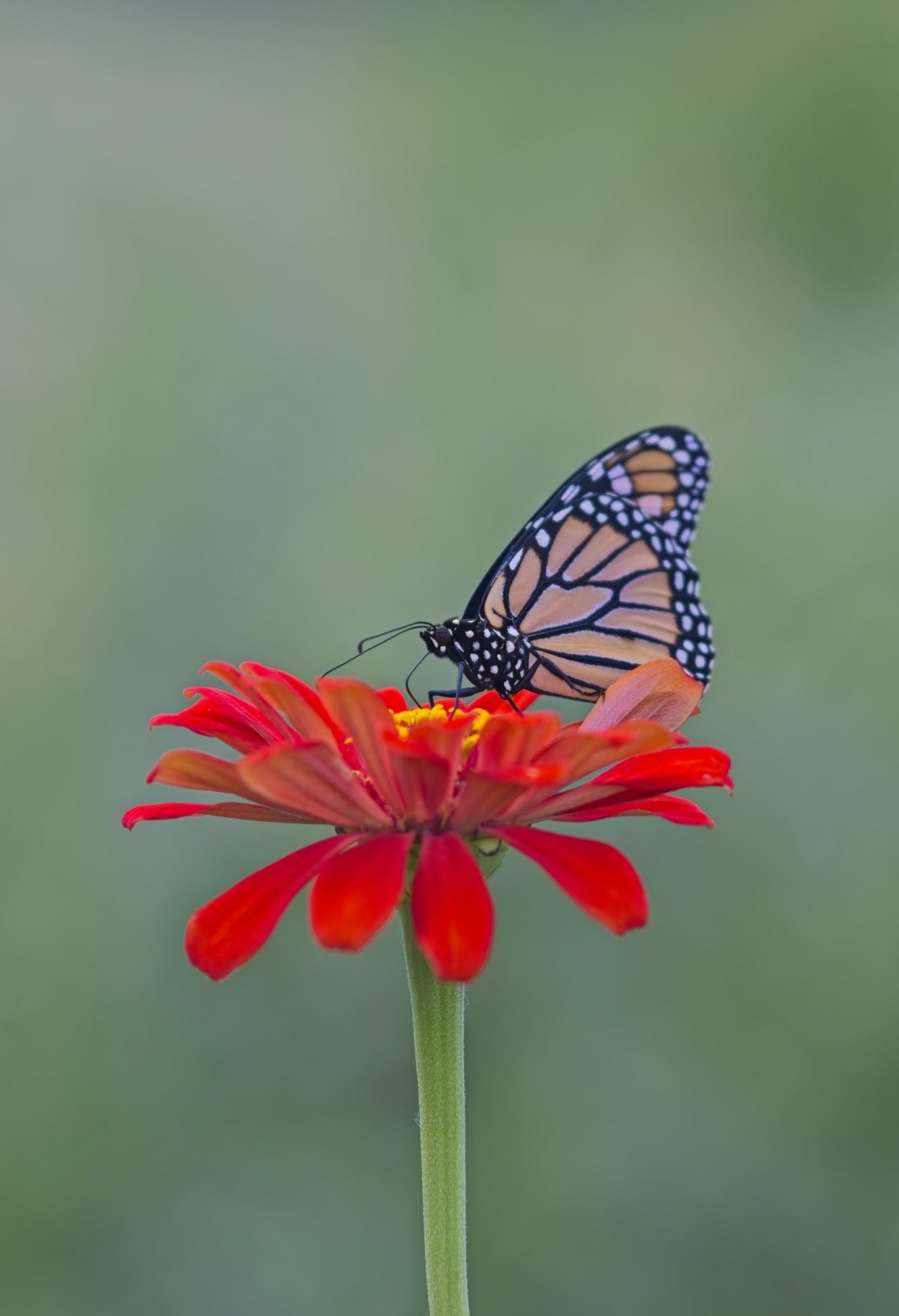 DSCF9562.jpg