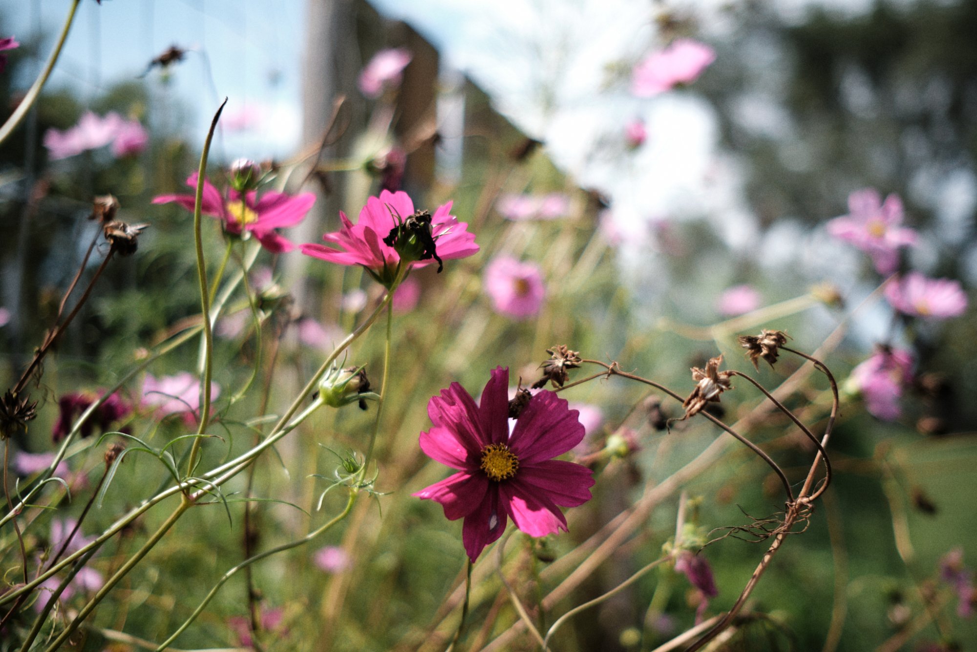 DSCF9601 1.jpg