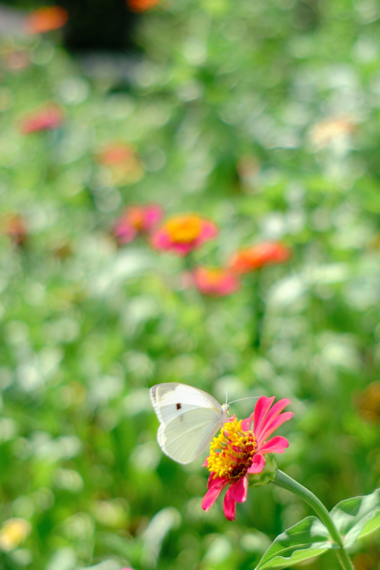 DSCF9603.jpg