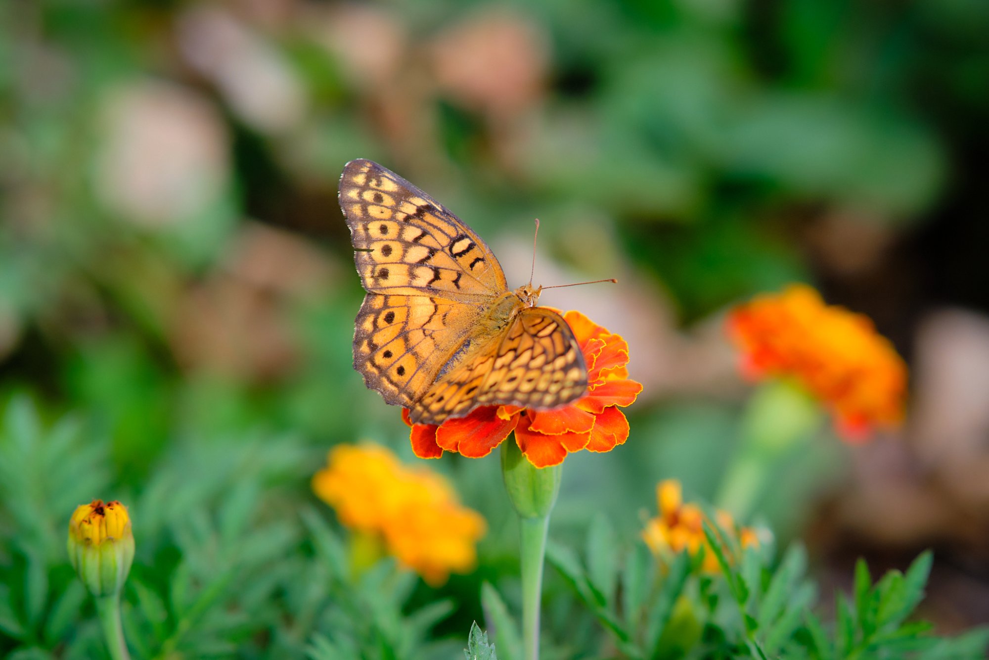 DSCF9760.jpg