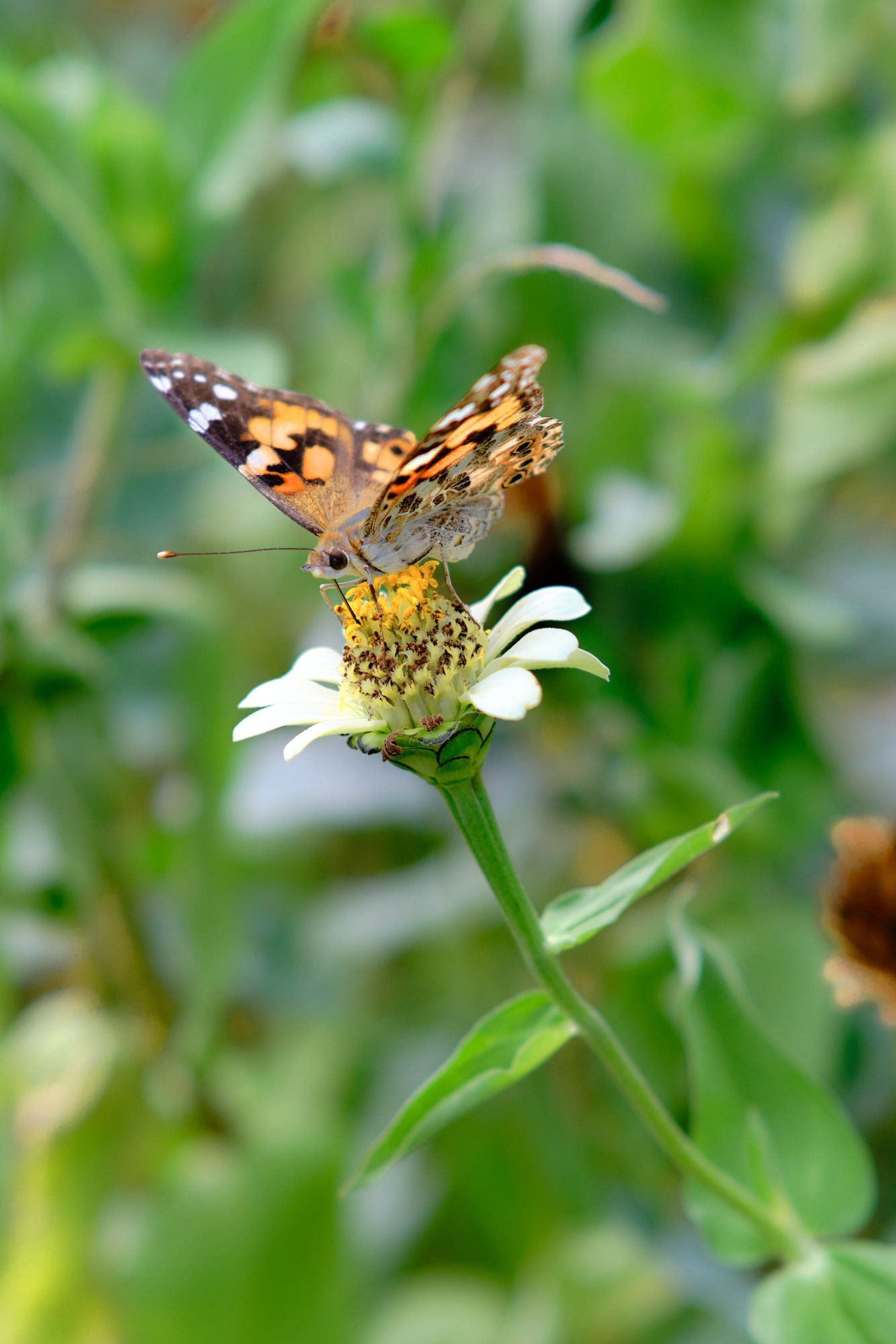 DSCF9763.jpg