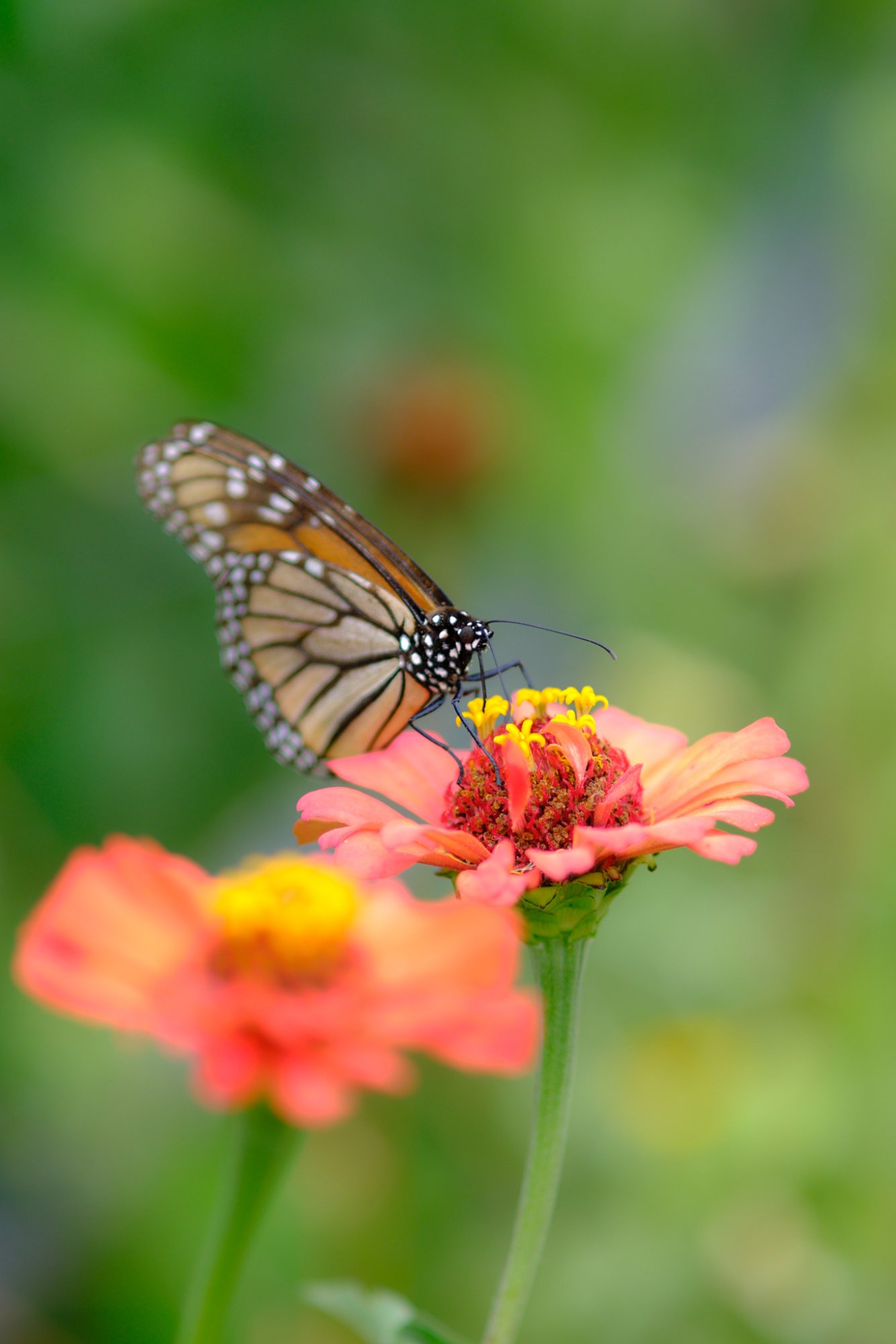 DSCF9779.jpg