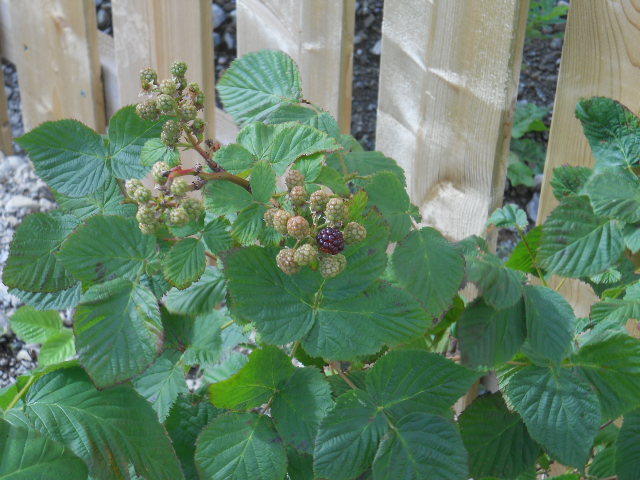 DSCN0433.JPG