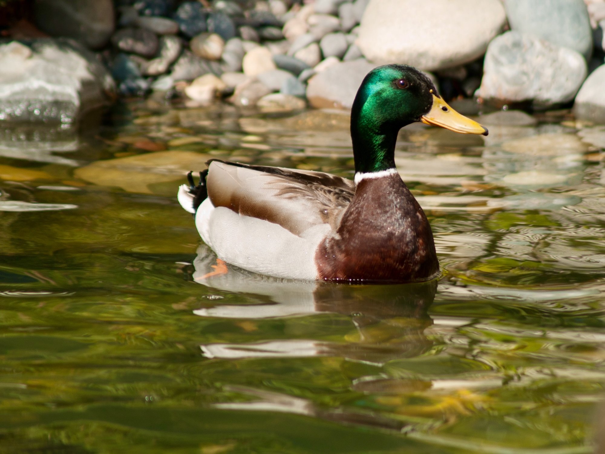 duck - 1.jpeg