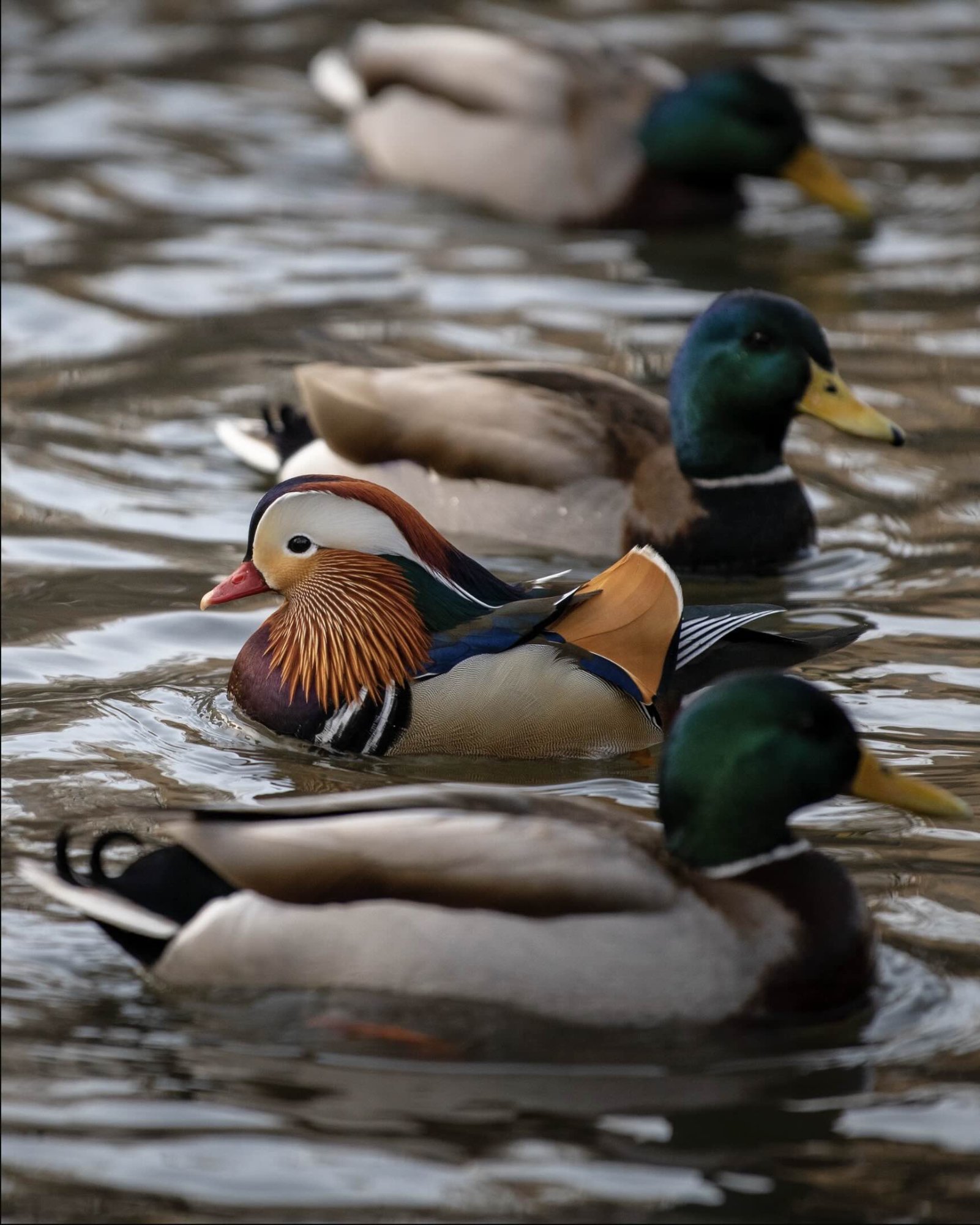 duck.jpg