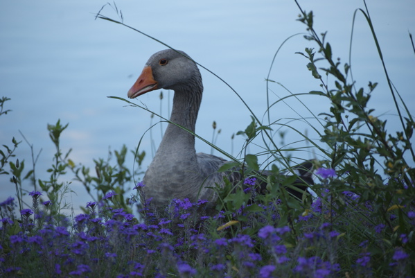 duck.jpg