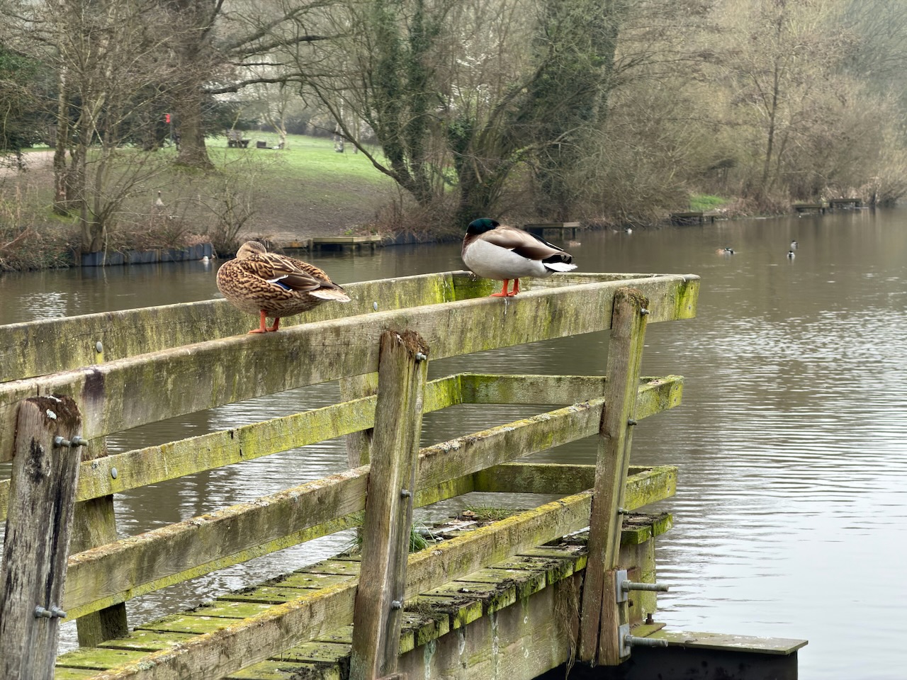 ducks.jpeg