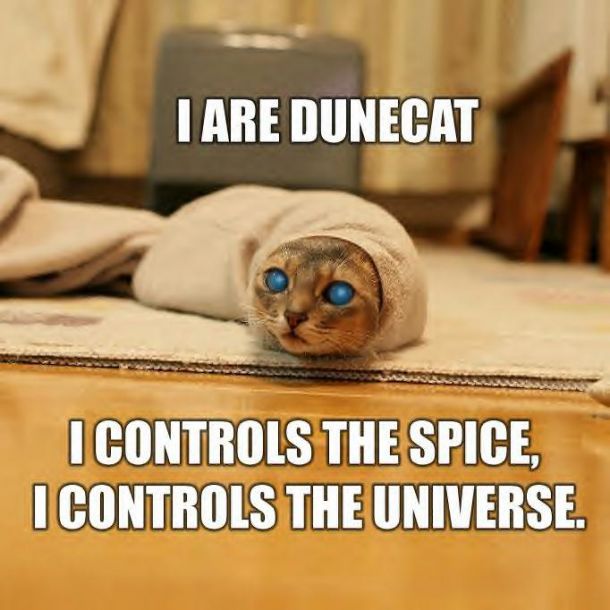 Dune Cat.jpg