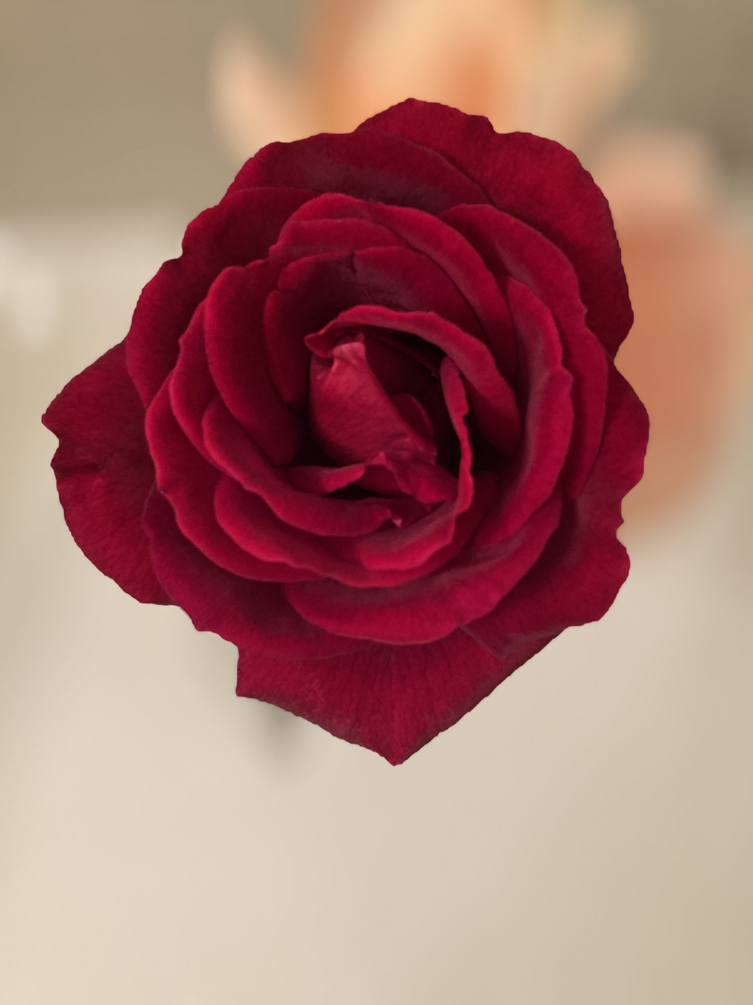 E685AB09-AA87-4FF6-9220-176C9086CA79.jpeg