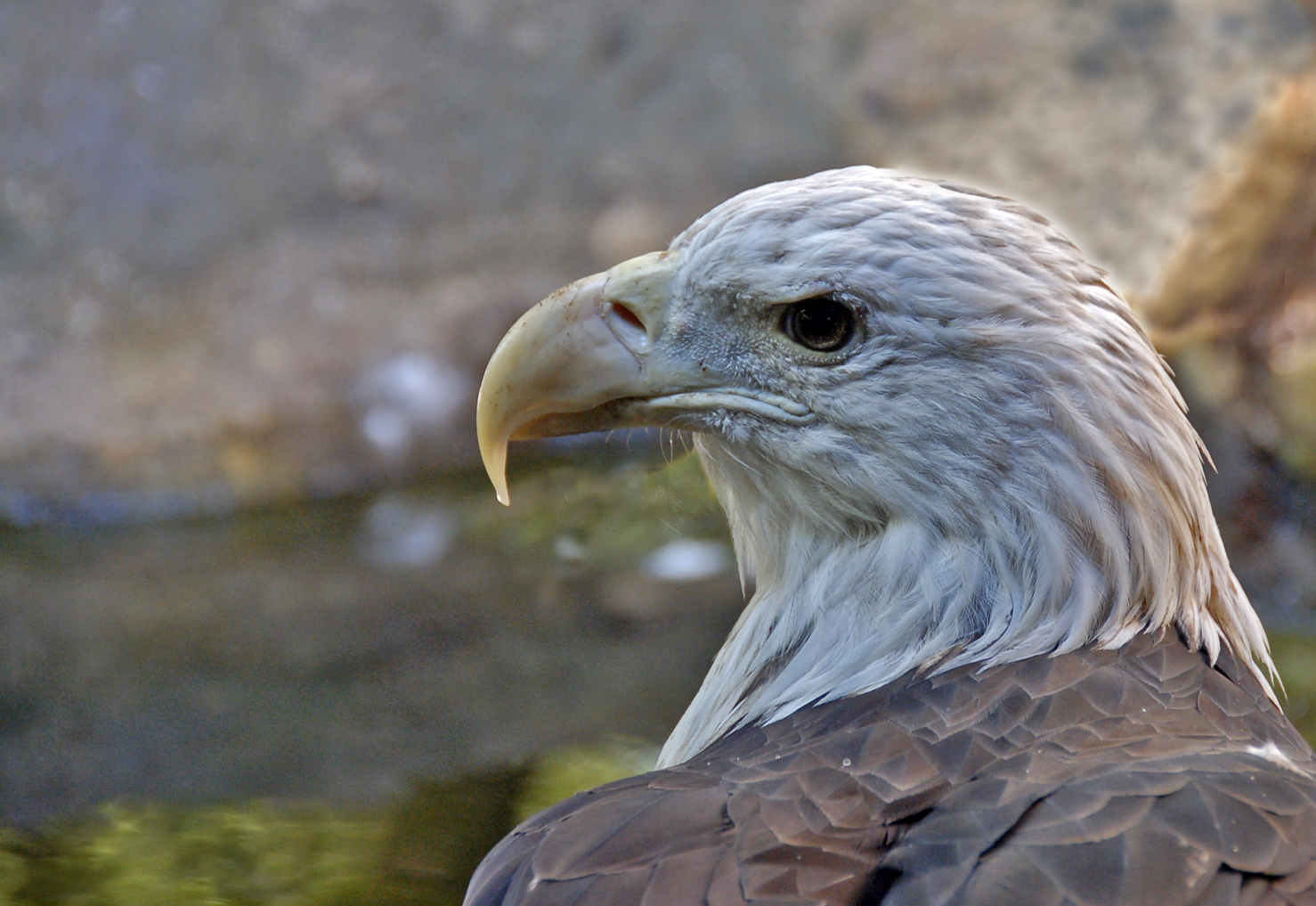 Eagle-1-resize.jpg