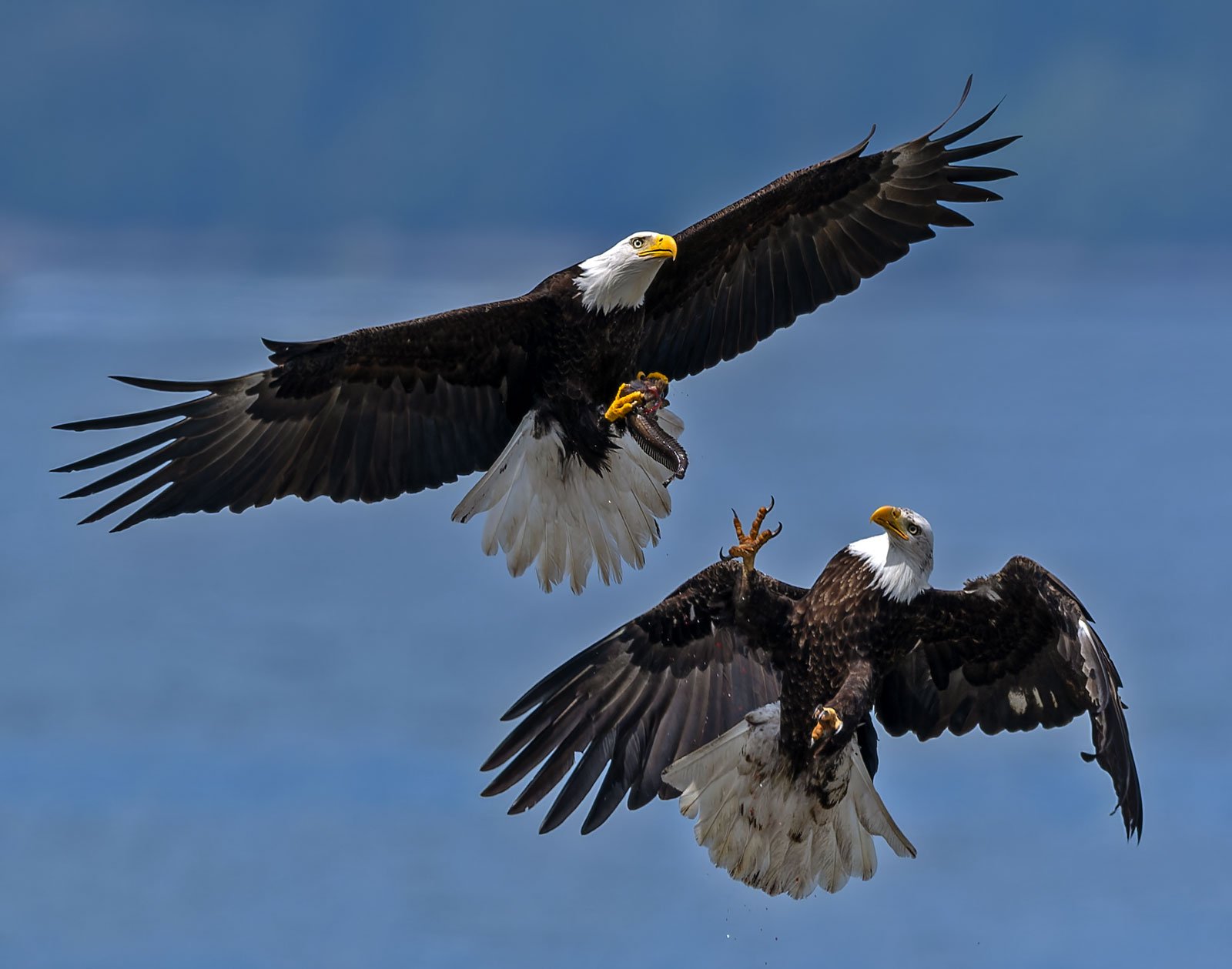Eagles_GRH2014_1600p.jpg