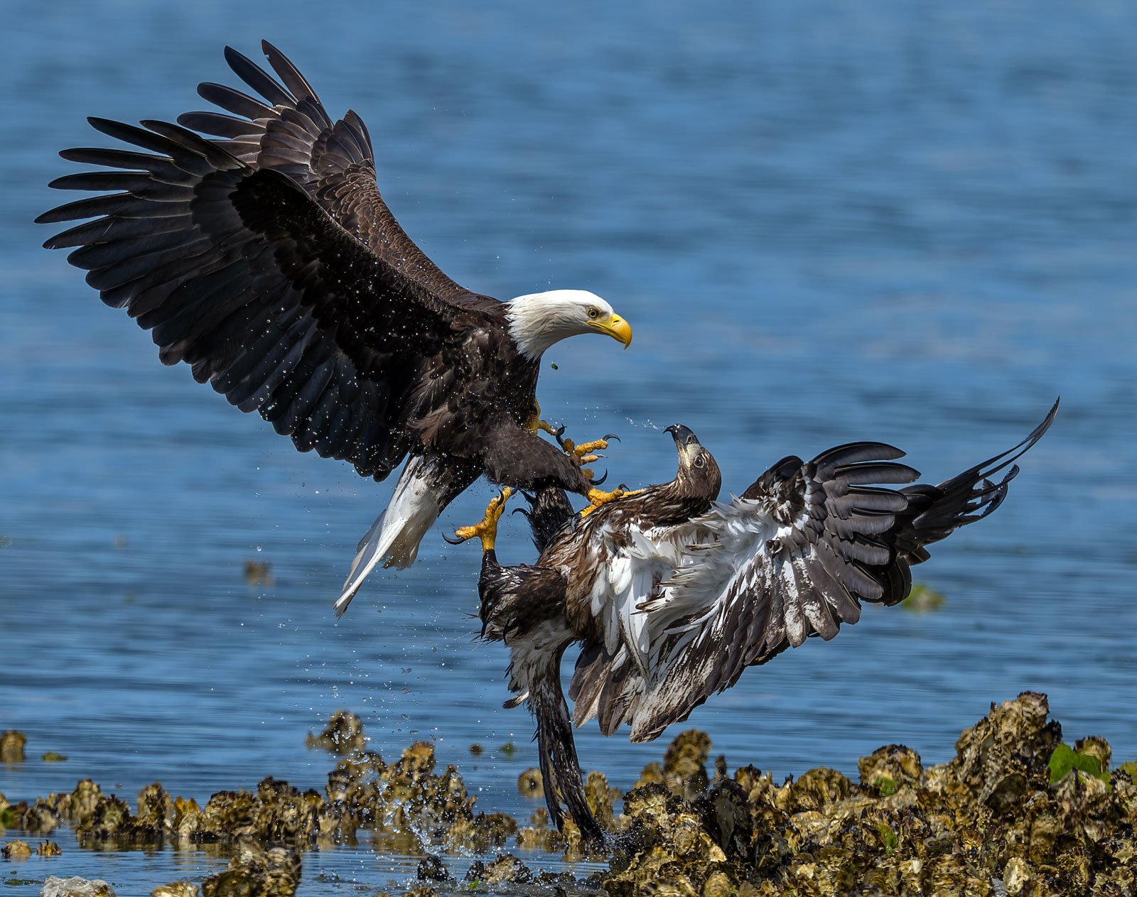 Eagles_GRH2575s_1600p.jpg