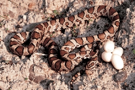 Eastern_milk_snake.jpg