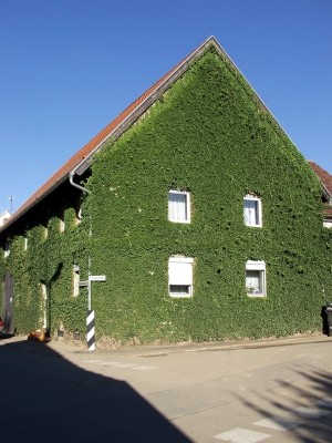 efeuhaus.jpg