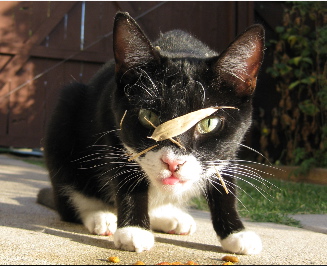 Emma_aka_Mittens_sm.jpg
