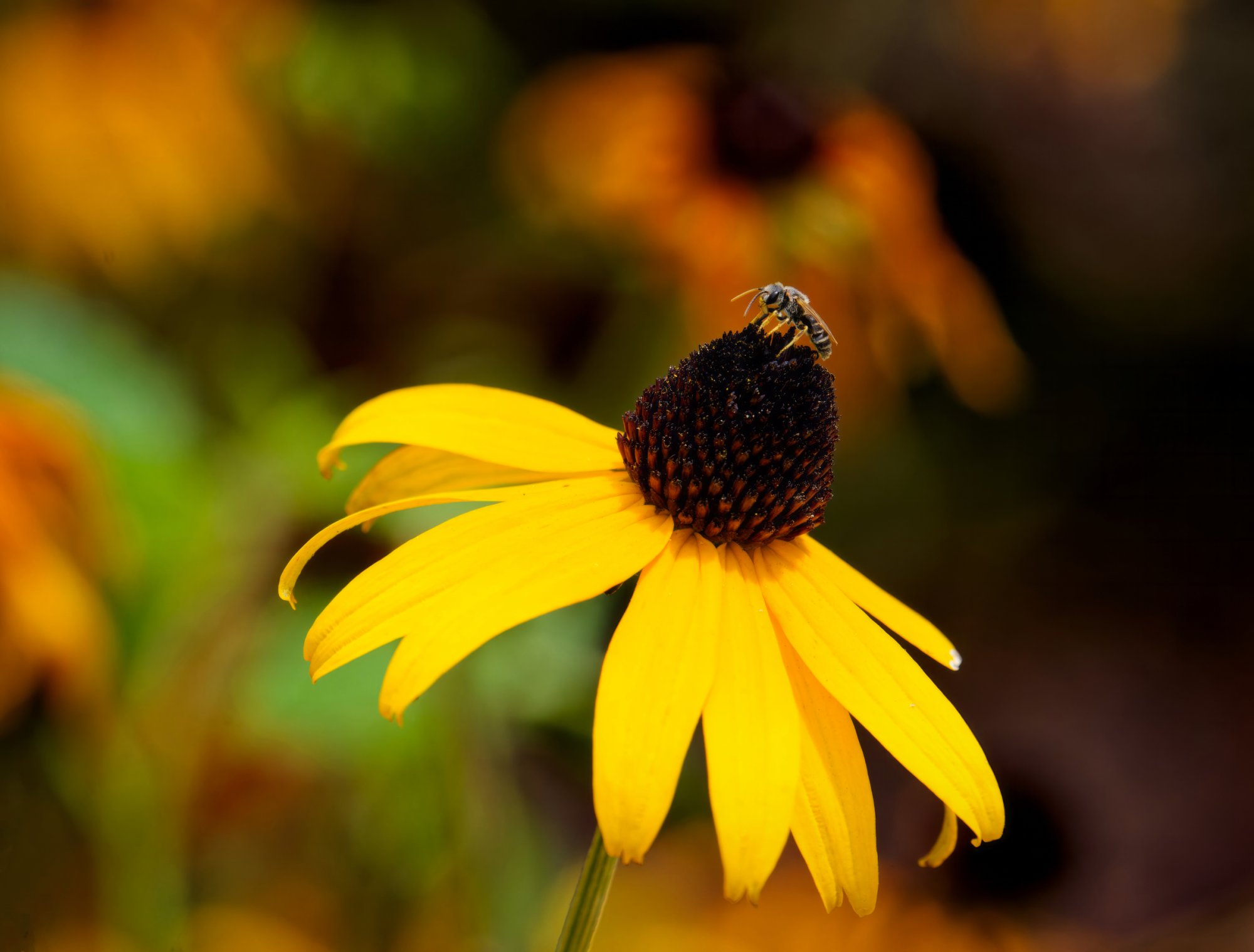 Exploring the Possibilities.jpeg