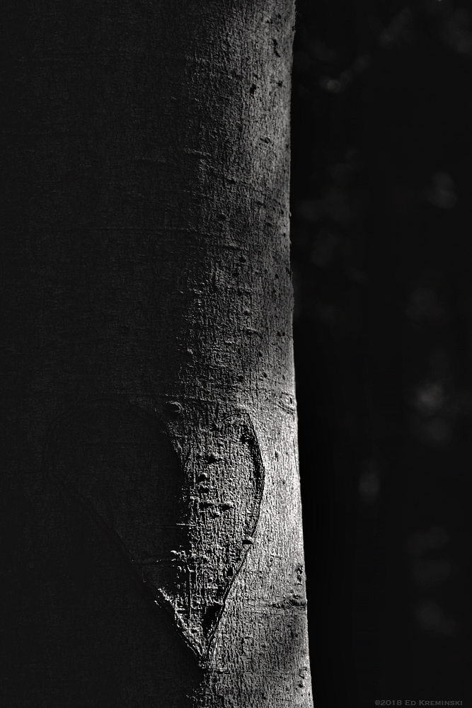 FallTreeCarvedEmptyHeartBW.jpg