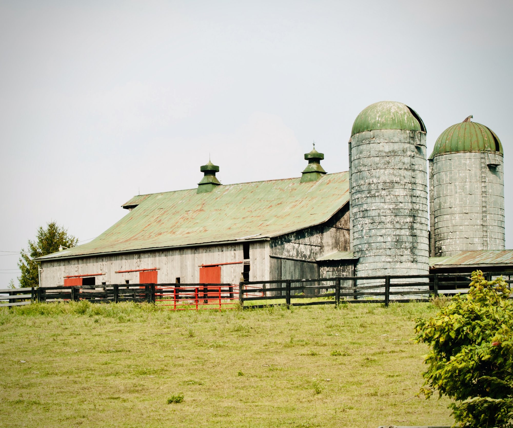 farmky - 1.jpeg