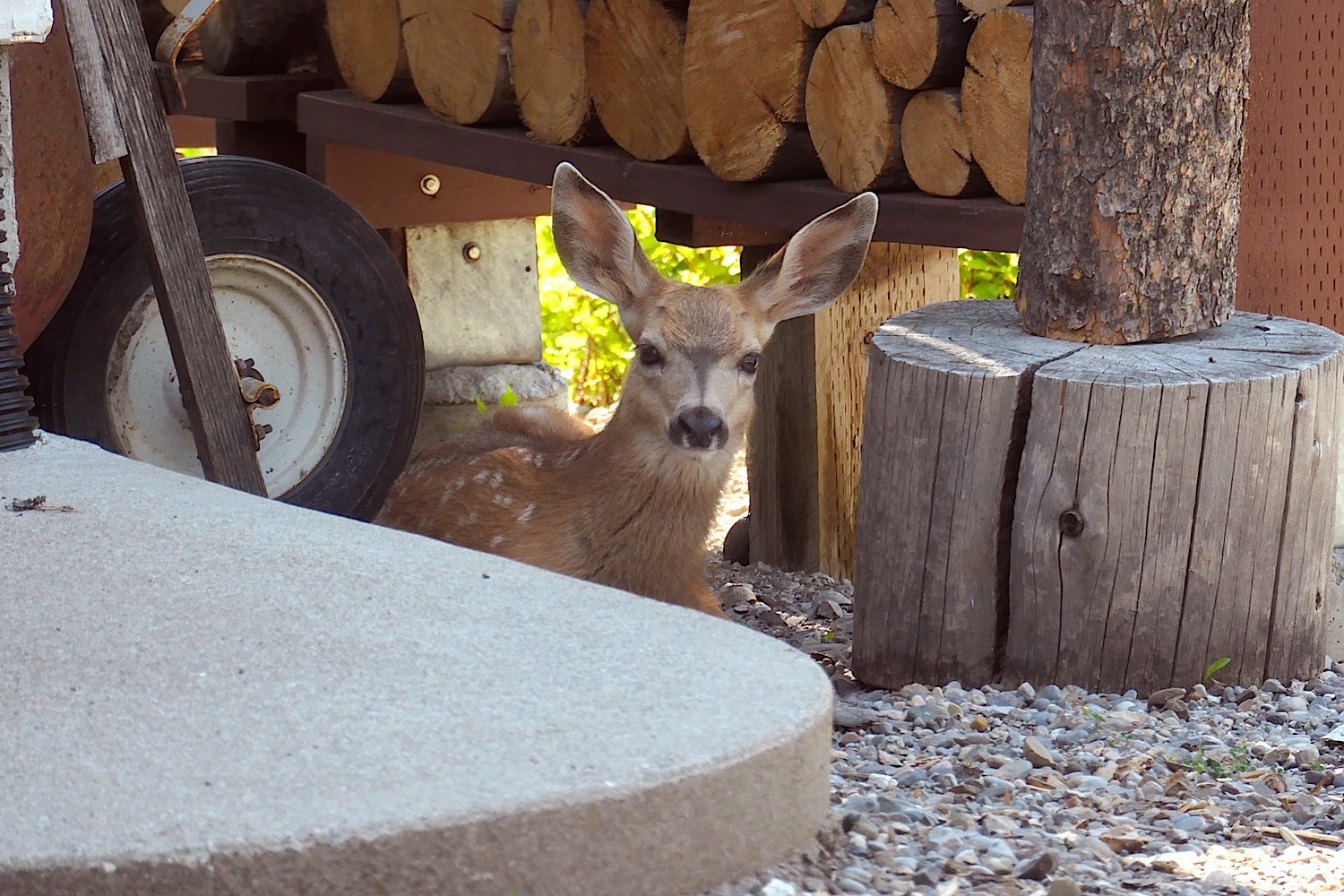 Fawn1_681.jpg