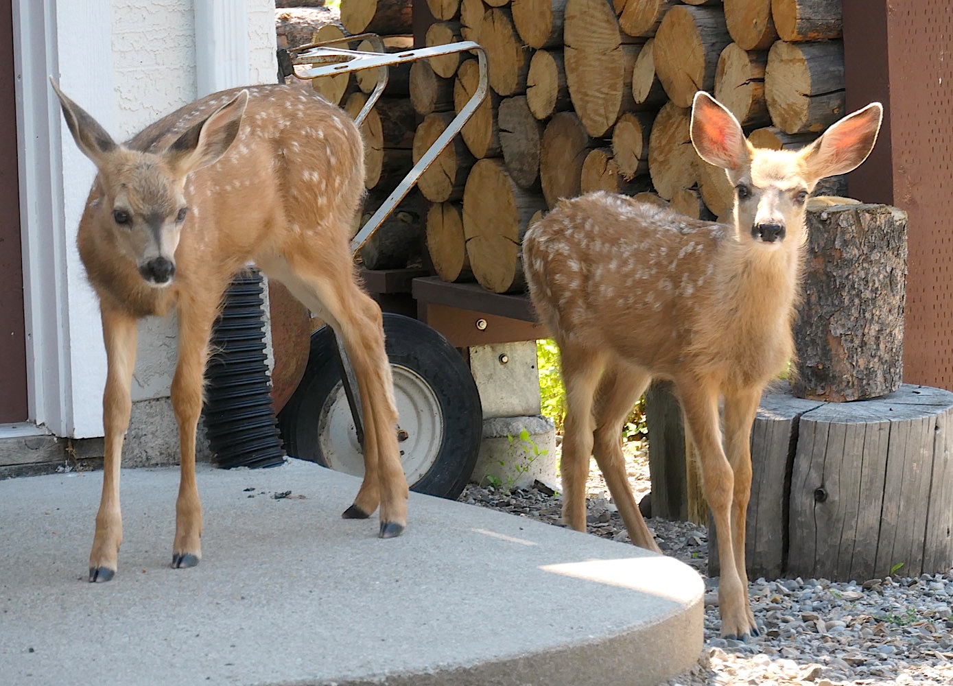 Fawns2_685.jpg