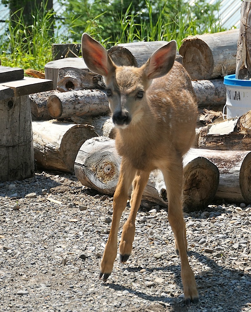 Fawns3_687.jpg