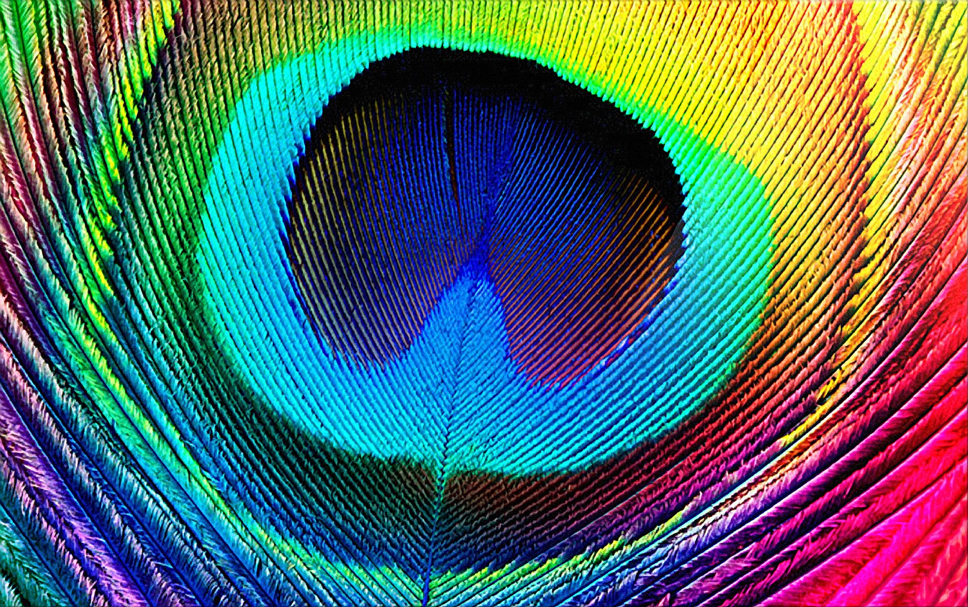 feather.jpg